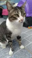 Joãozinho