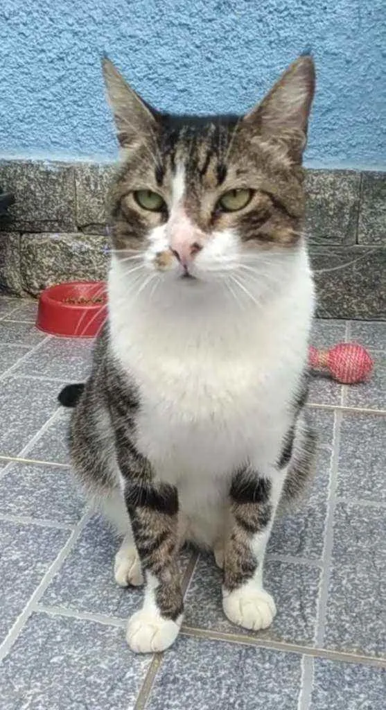 Gato ra a Srd idade 2 anos nome Joãozinho