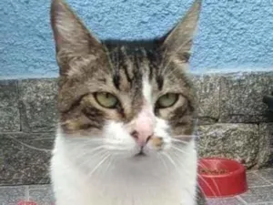 Gato raça Srd idade 2 anos nome Joãozinho