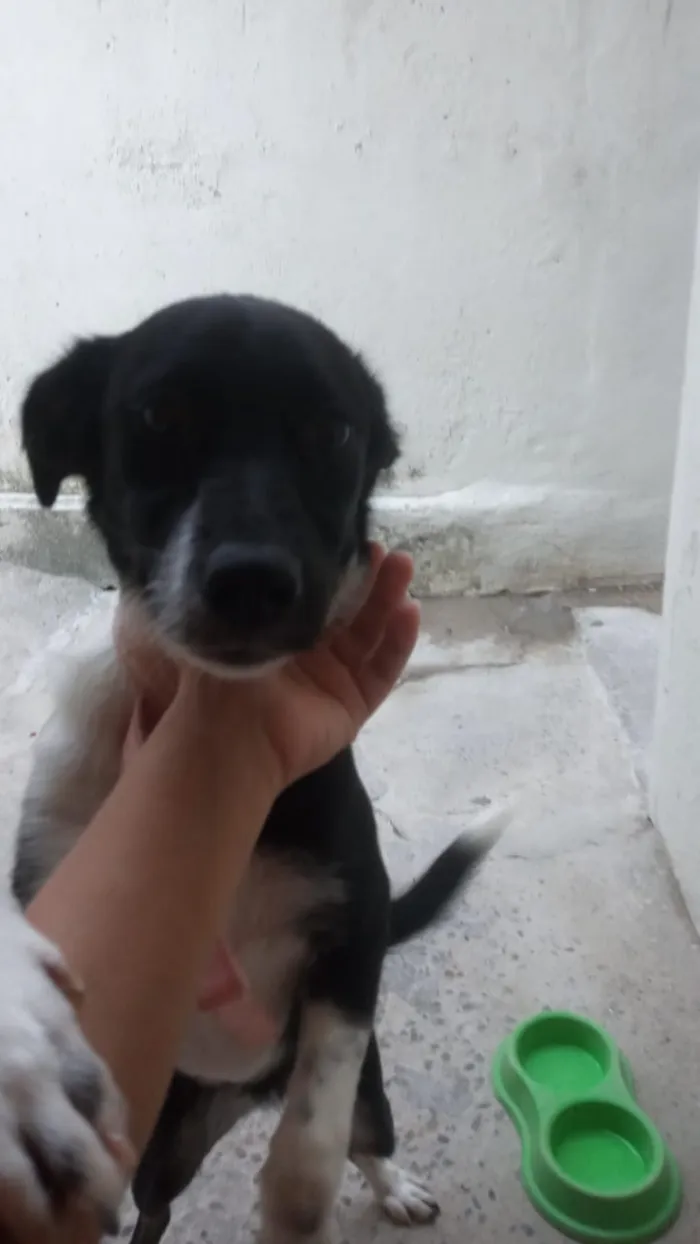Cachorro ra a Sem raça definifa idade 2 a 6 meses nome Anne