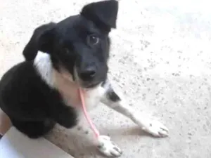 Cachorro raça Sem raça definifa idade 2 a 6 meses nome Anne