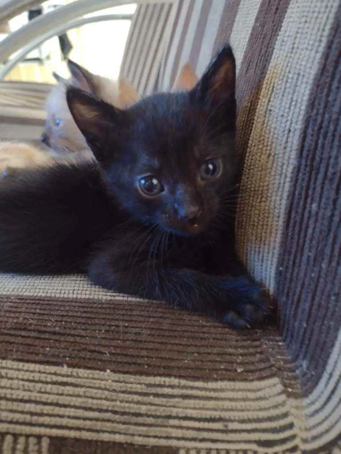 Gato ra a ... idade Abaixo de 2 meses nome Não tem