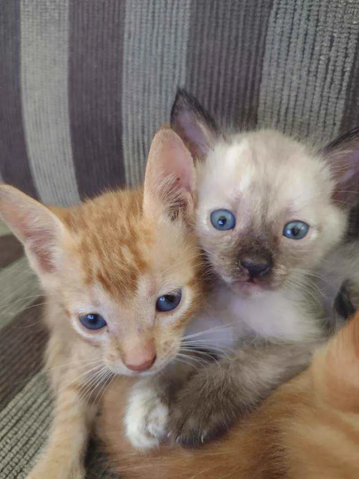 Gato ra a ... idade Abaixo de 2 meses nome Não tem