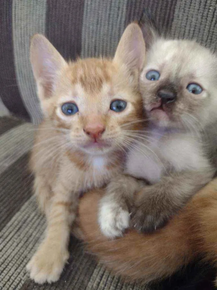 Gato ra a ... idade Abaixo de 2 meses nome Não tem