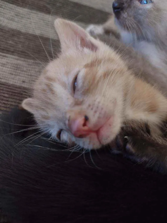 Gato ra a ... idade Abaixo de 2 meses nome Não tem