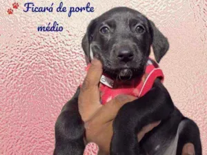 Cachorro raça Srd idade Abaixo de 2 meses nome Lavanda