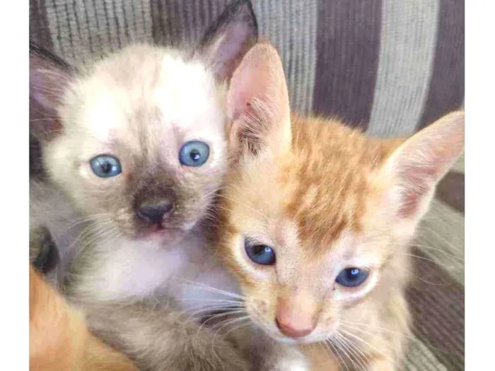 Gato ra a ... idade Abaixo de 2 meses nome Não tem