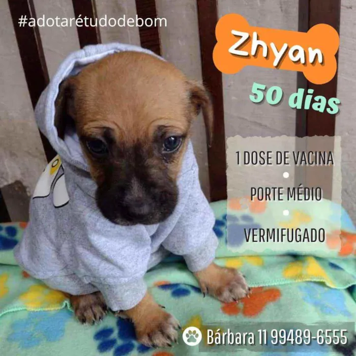 Cachorro raça Srd idade Abaixo de 2 meses nome Zhyan