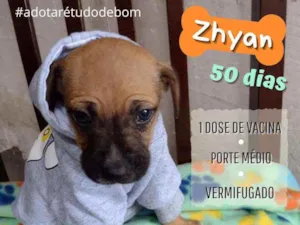 Cachorro raça Srd idade Abaixo de 2 meses nome Zhyan