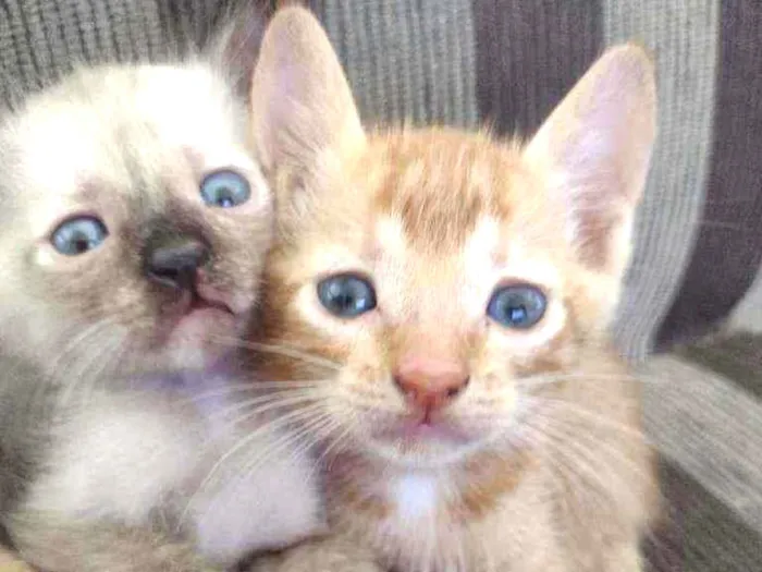 Gato ra a ... idade Abaixo de 2 meses nome Não tem