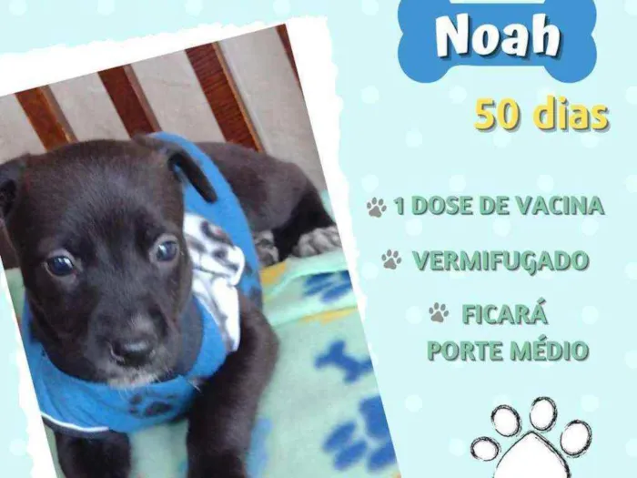 Cachorro raça Srd idade Abaixo de 2 meses nome Noah