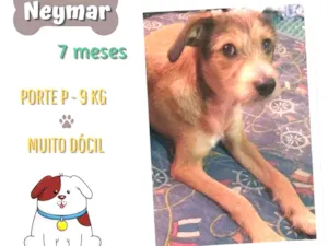 Cachorro raça Srd idade 7 a 11 meses nome Neymar