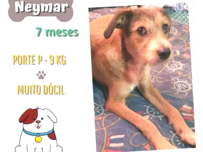 Cachorro ra a Srd idade 7 a 11 meses nome Neymar