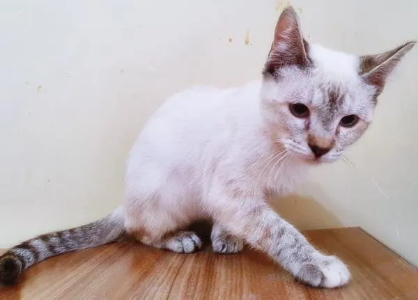 Gato raça SRD-ViraLata idade 2 a 6 meses nome MARA MIX