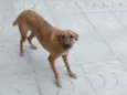 Milla