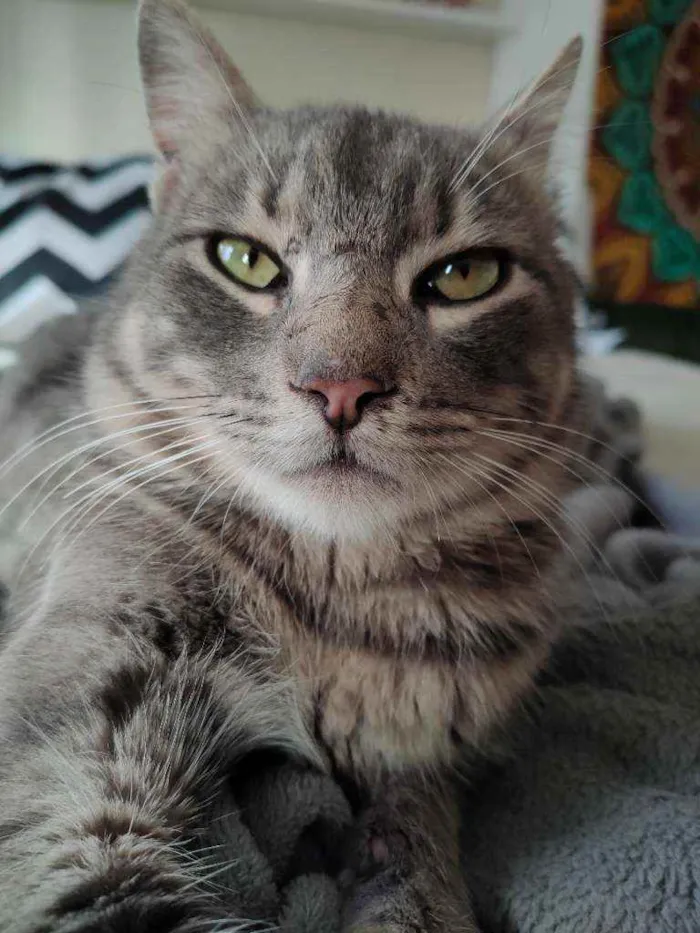 Gato ra a Sem raça dedinida idade 2 anos nome Sem nome