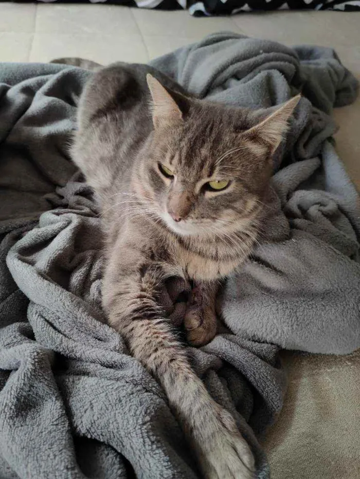 Gato ra a Sem raça dedinida idade 2 anos nome Sem nome