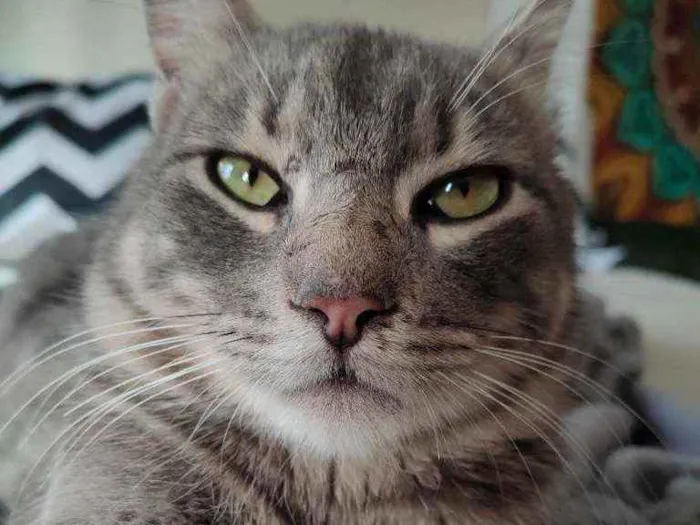 Gato ra a Sem raça dedinida idade 2 anos nome Sem nome