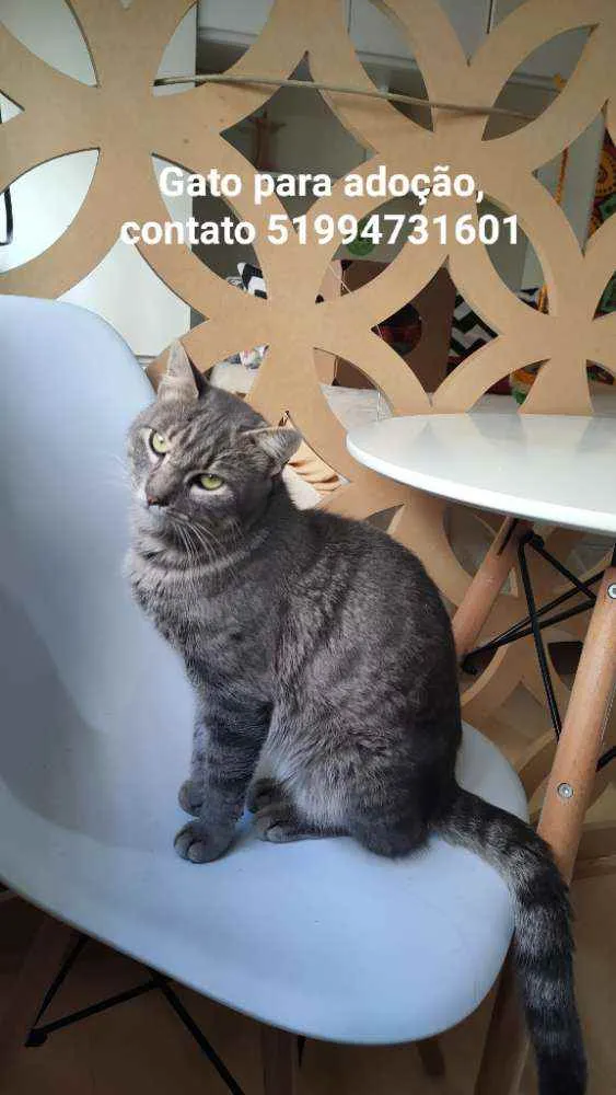 Gato ra a Sem raça dedinida idade 2 anos nome Sem nome