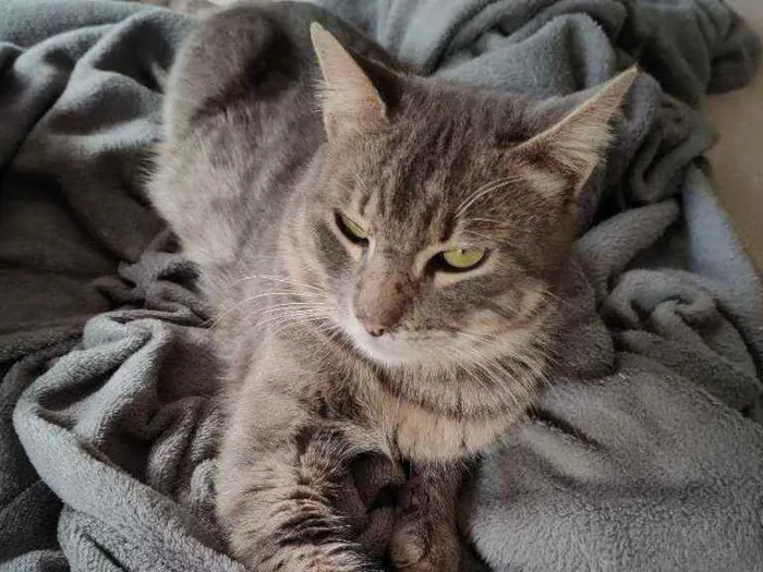 Gato ra a Sem raça dedinida idade 2 anos nome Sem nome