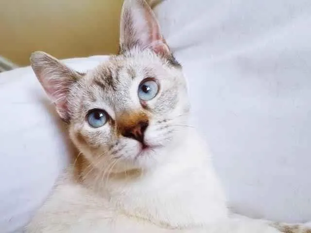 Gato raça SRD-ViraLata idade 2 a 6 meses nome MARA MIX