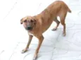 Milla