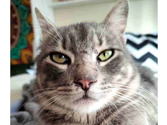Gato ra a Sem raça dedinida idade 2 anos nome Sem nome