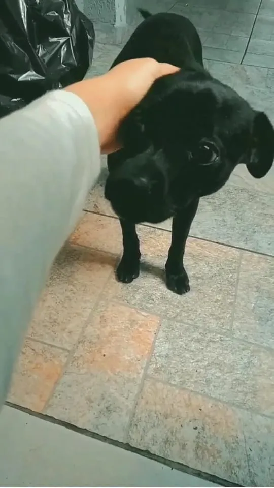 Cachorro ra a Sem raça definida idade 2 a 6 meses nome Pelezinho 