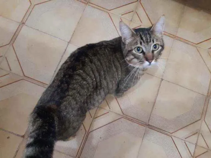 Gato ra a SRD idade 7 a 11 meses nome Rajado e Rajadinha