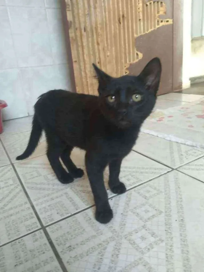 Gato ra a Sem raça  idade 2 a 6 meses nome Sem nome