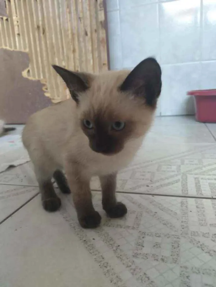 Gato ra a Sem raça  idade 2 a 6 meses nome Sem nome