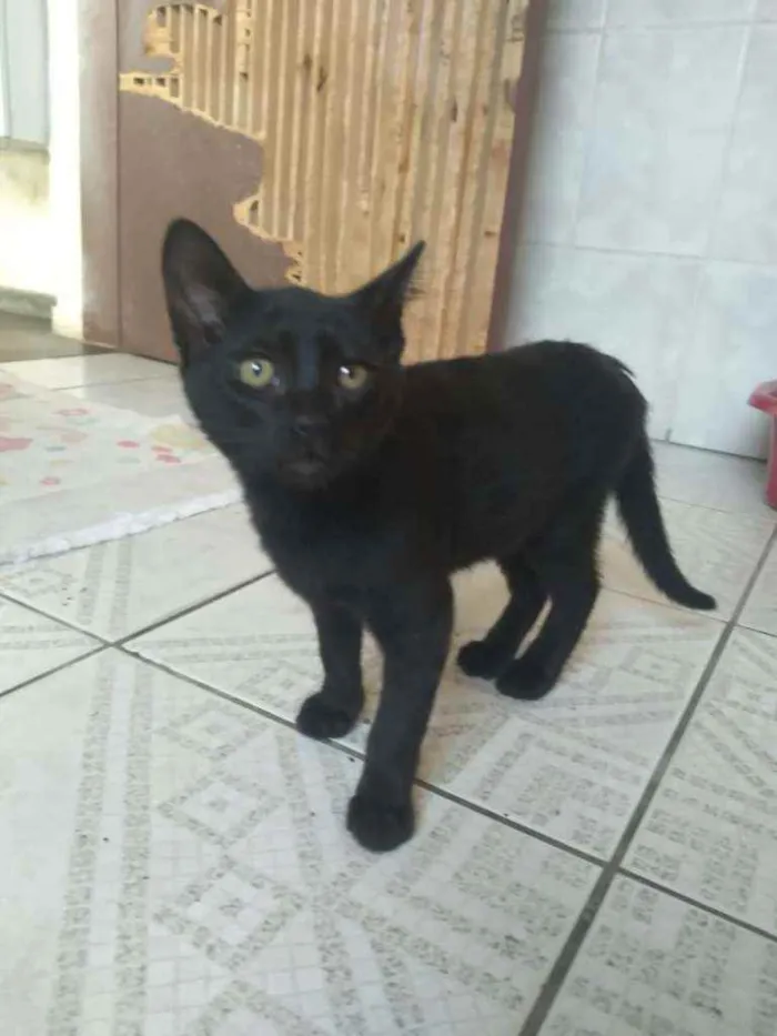 Gato ra a Sem raça  idade 2 a 6 meses nome Sem nome