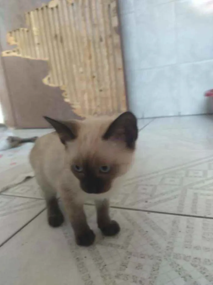 Gato ra a Sem raça  idade 2 a 6 meses nome Sem nome