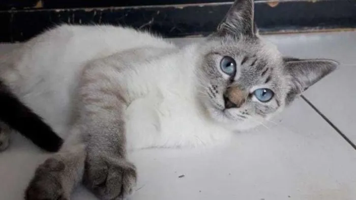 Gato raça SRD-ViraLata idade 2 a 6 meses nome PUFFINHO