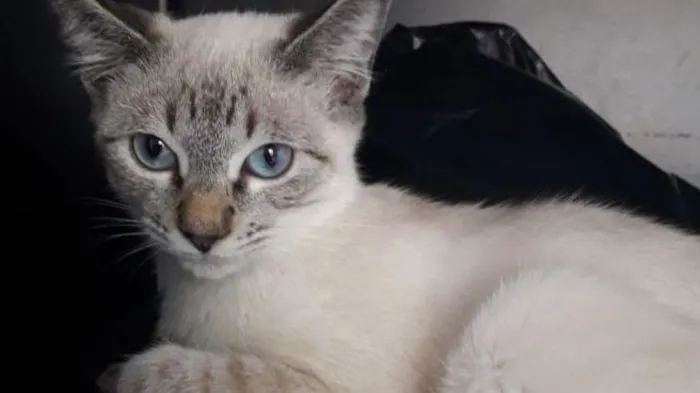 Gato raça SRD-ViraLata idade 2 a 6 meses nome PUFFINHO