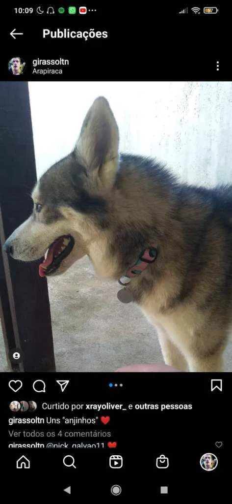 Cachorro ra a Husky siberiano idade 2 a 6 meses nome Faruk 