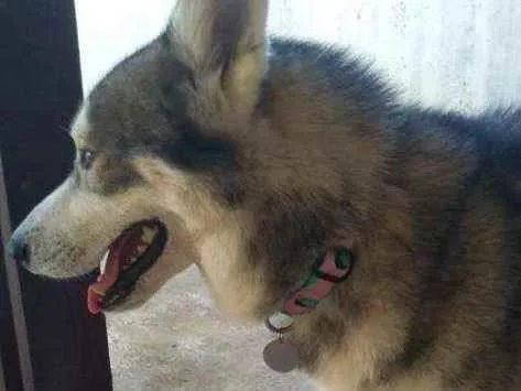 Cachorro ra a Husky siberiano idade 2 a 6 meses nome Faruk 