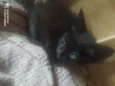 Gatinhos