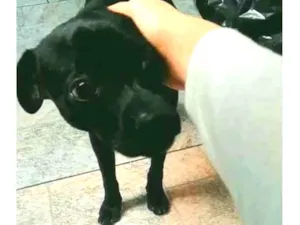 Cachorro raça Sem raça definida idade 2 a 6 meses nome Pelezinho 