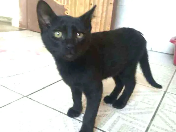 Gato ra a Sem raça  idade 2 a 6 meses nome Sem nome