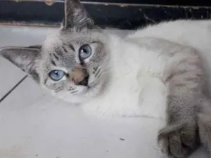 Gato raça SRD-ViraLata idade 2 a 6 meses nome PUFFINHO