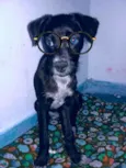 Pretinha