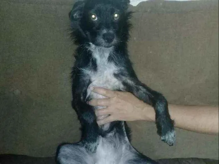 Cachorro ra a Chitsu com vira  idade 1 ano nome Pretinha