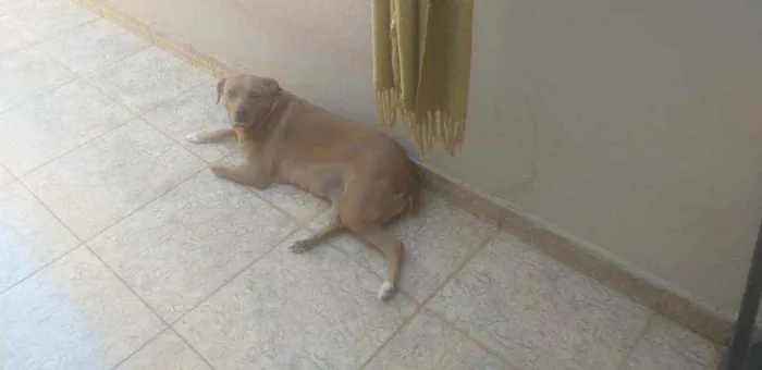 Cachorro ra a SRD idade 6 ou mais anos nome Kika