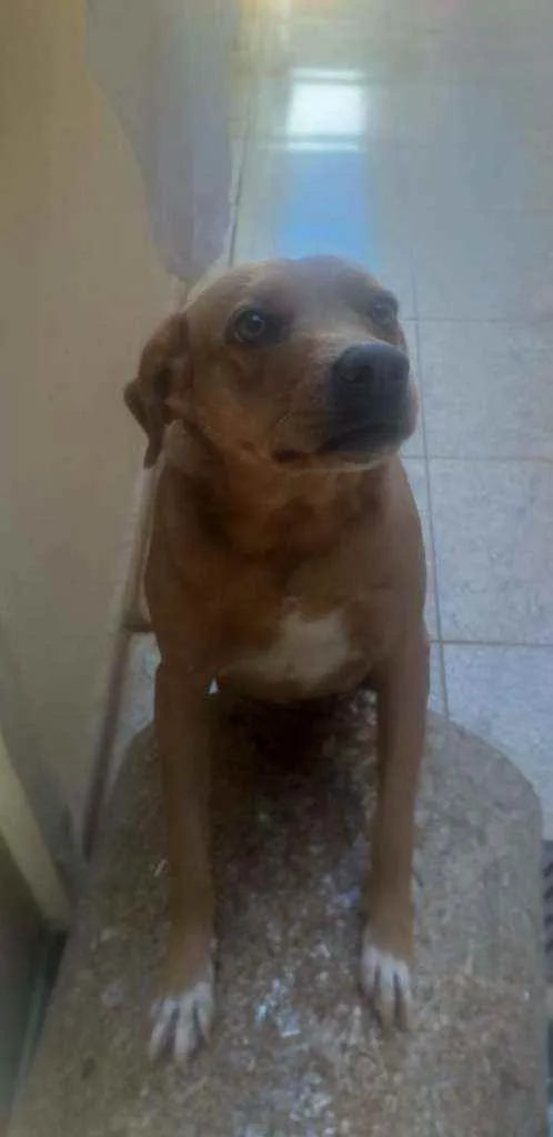 Cachorro ra a SRD idade 6 ou mais anos nome Kika