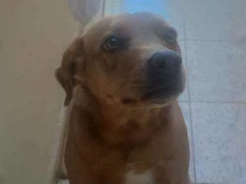 Cachorro ra a SRD idade 6 ou mais anos nome Kika