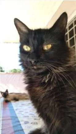 Gato raça Siamês, Bombain idade 7 a 11 meses nome Saba, Mimi, Lola 
