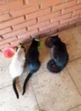 Saba, Mimi, Lola 