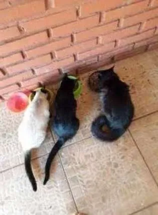 Gato raça Siamês, Bombain idade 7 a 11 meses nome Saba, Mimi, Lola 
