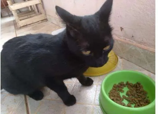 Gato raça Siamês, Bombain idade 7 a 11 meses nome Saba, Mimi, Lola 